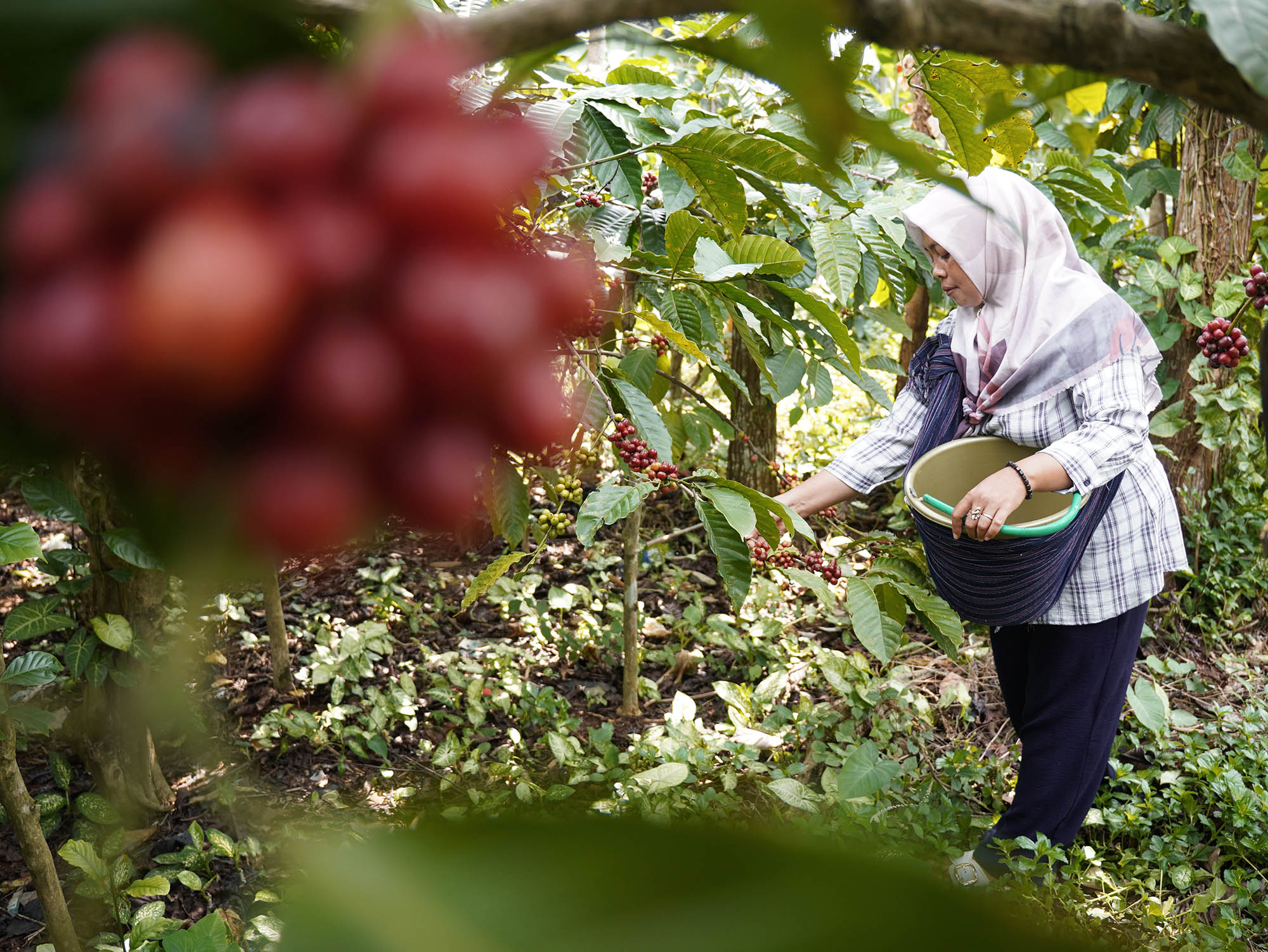 CIPS: Penetapan Kebijakan Pangan RI Kurang Libatkan Perempuan