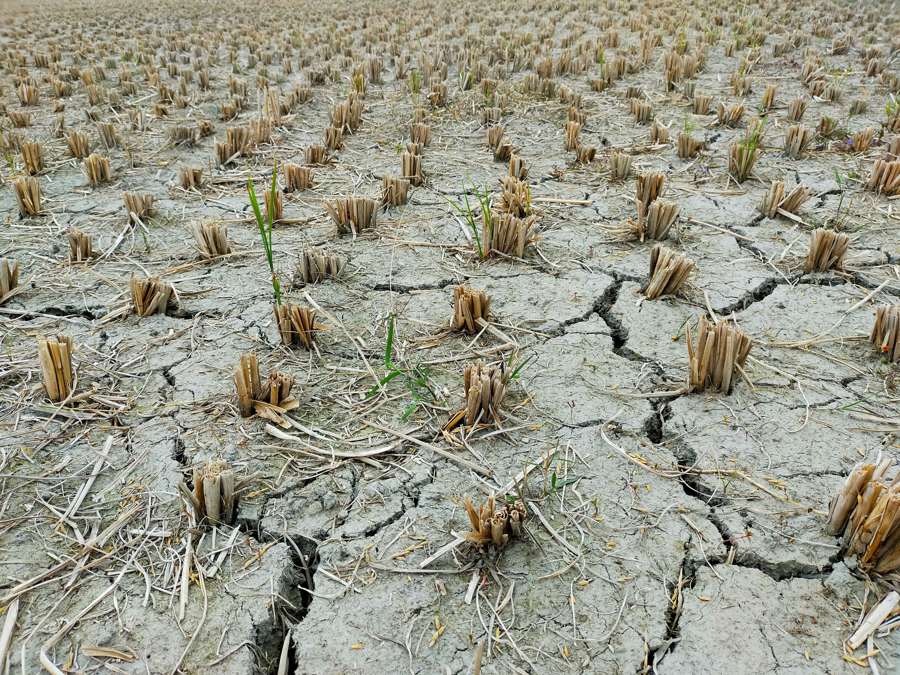 Apa Itu El Nino 'Godzilla'? Disebut Ancam Ketahanan Pangan Indonesia